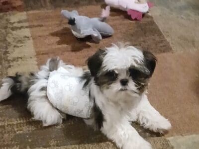 Male Shih Tzu Puppy