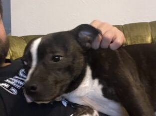 Pure bred staffordshire bull terrier puppy