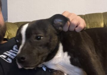 Pure bred staffordshire bull terrier puppy