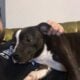 Pure bred staffordshire bull terrier puppy