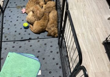 Golden Retriever puppies