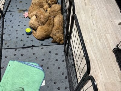 Golden Retriever puppies