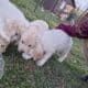 Male pyrenees puppies