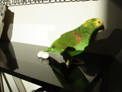Sweet Taame Double Yellow Green Amazon Parrot