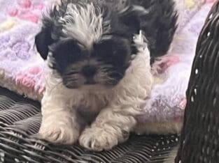 Shih tuz (imperial)