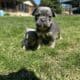 AKC French Bulldog Lilac & Tans & Merles