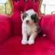 Aussiedoodle Magic