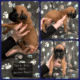 Euro Boxer Puppies AKC Registered