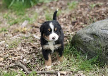Baby – Kid friendly Bernese Mountain Dog Puppy