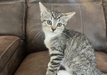 3 Free Kittens