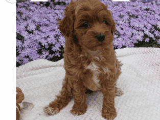 Baxter (MaltiPoo)