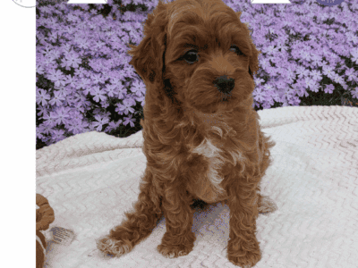 Baxter (MaltiPoo)