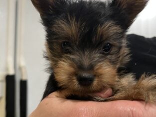 Silky terrier – female puppy
