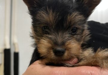 Silky terrier – female puppy