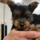 Silky terrier – female puppy