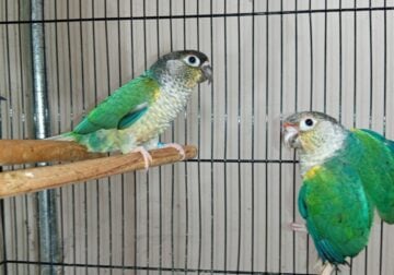 Pet Birds