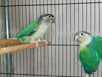 Pet Birds