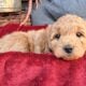 F1b Mini (micro) Goldendoodle