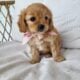 Cavapoo Girls