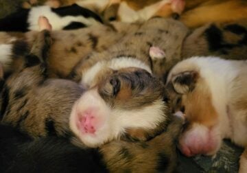Miniature Australian Shepherds