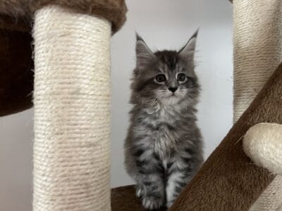 Maine Coon Risya
