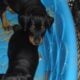AKC Doberman puppies
