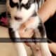 Husky babies