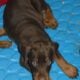AKC Doberman puppies