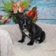 French Bulldog Puppies
