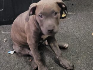 4 month old blue Brindle girl