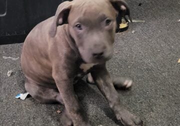 4 month old blue Brindle girl