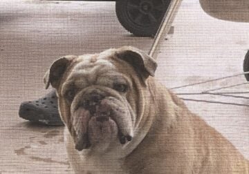 Male English Bulldog