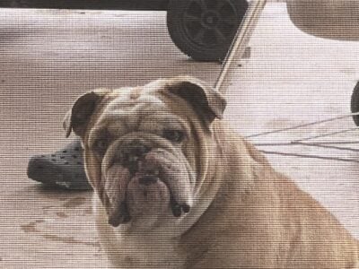 Male English Bulldog