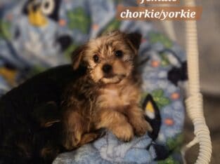 Chorkies