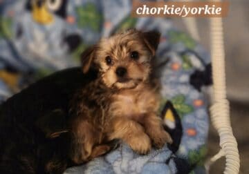 Chorkies