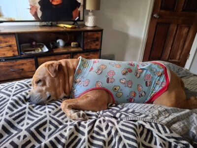 Older lovable pittie that needs a furever home