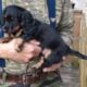 PUREBRED FEMALE Blk/Tan Miniature Dachshund PUPPY