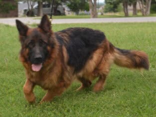 AKC German Shepherd Puppies