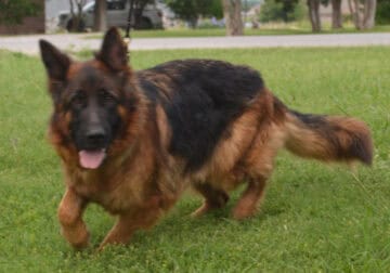 AKC German Shepherd Puppies