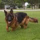AKC German Shepherd Puppies