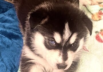 Alaskan husky/malamute Puppies for sale
