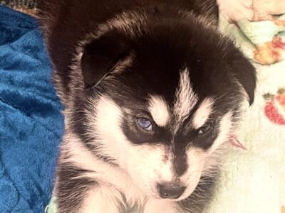 Alaskan husky/malamute Puppies for sale