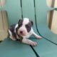 Healthy & Loving Pitbull Puppies!