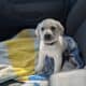 Labrador Retriever Puppies