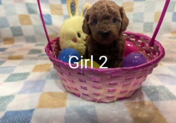 CKC Toy Poodle Puppies