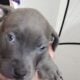 Looking to re-home two blue nose pit puppies