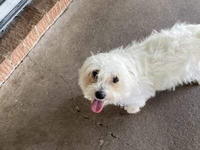 4 Maltese shih Tuz for sale