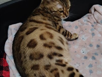 Bengal Kitty Boys