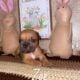 Perrys’ Olde English Bulldogges