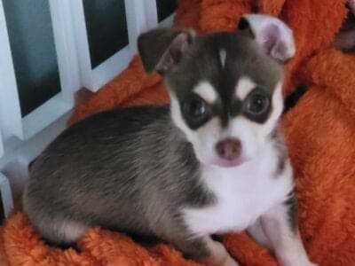 Deerhead Male Chihuahuas